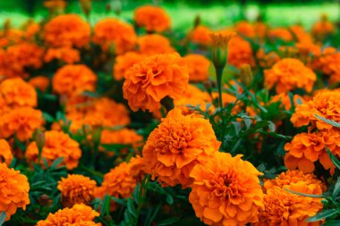 parlak turuncu tagetes patula çiçek