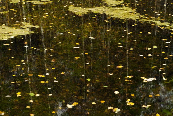 秋天沼泽与泥和落叶在水的表面 — 图库照片