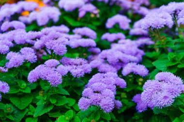 Ageratum houstonianum (flossflower) bulanık yapraklı arka plan üzerinde parlak mavi çiçekler