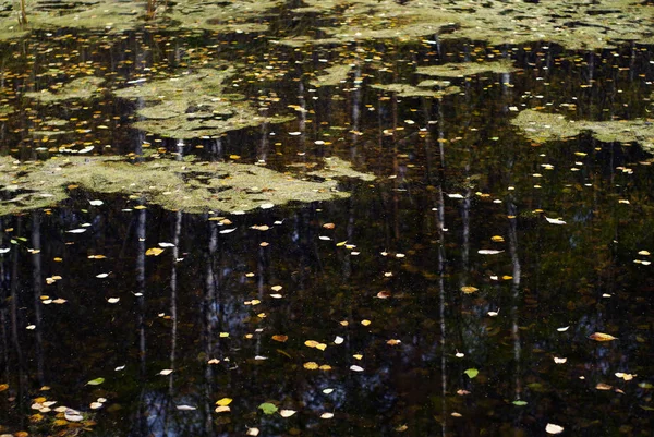 Осенний Лес Отражается Гладкой Зеркальной Поверхности Лужи Плавающими Опавшими Листьями — стоковое фото