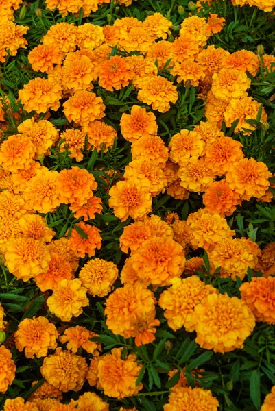 Flores Patula Tagetes Naranja Brillante — Foto de Stock