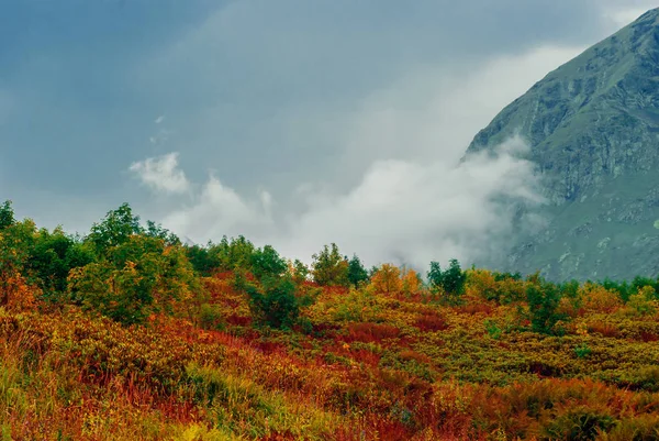 Heller Bergpass Mit Rhododendron Gelb Rote Herbstvegetation Vor Dem Hintergrund — Stockfoto