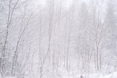 Kış grove ayaz bir sis, genç yaprak döken ağaçlar sno ile kaplı kar yağışı sonra