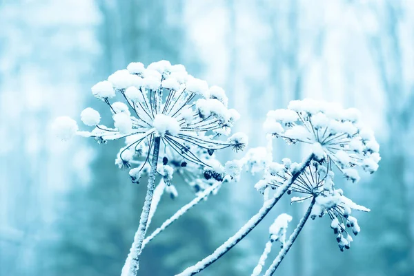 Hiver Fond Bleu Froid Avec Inflorescence Enneigée Une Plante Sèche — Photo