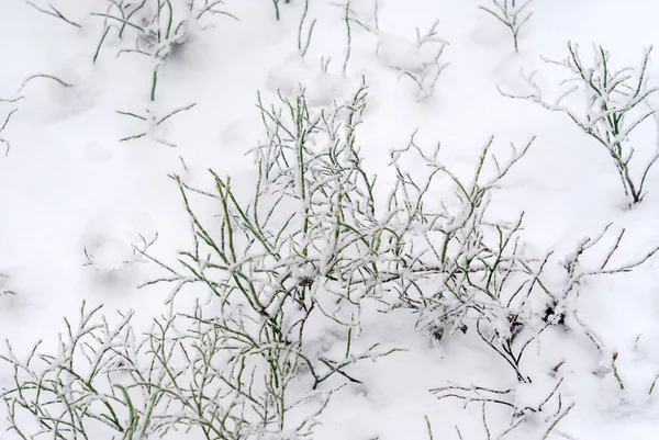 降雪后的林下和草的绿色灌木 特写镜头 — 图库照片