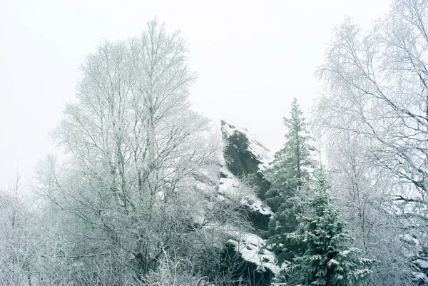 Hermosa Roca Cubierta Nieve Bosque Invierno Montaña Durante Una Nevada — Foto de Stock