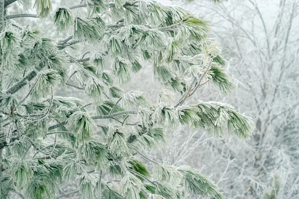 winter light background - pine branches covered with frost
