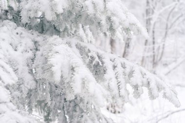 kış açık renkli - karla kaplı çam dalları