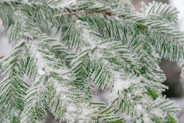冬天轻背景 冷杉分支覆盖被霜 — 图库照片