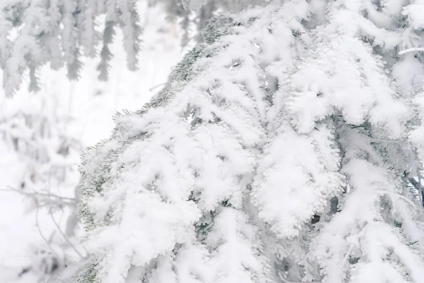 冬季光线背景 冷杉树枝覆盖着雪 — 图库照片