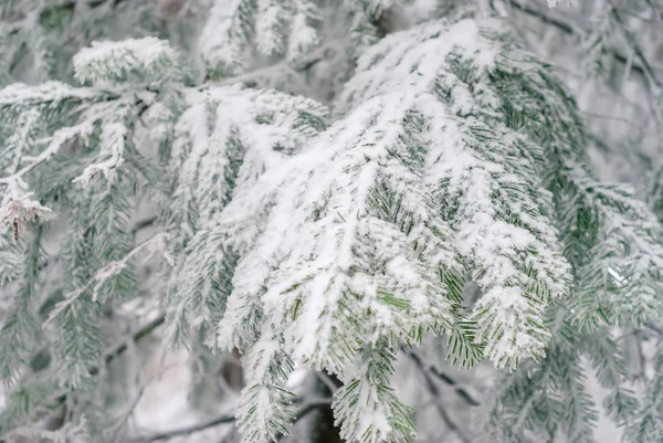 Fond Clair Hiver Branches Sapin Recouvertes Neige — Photo