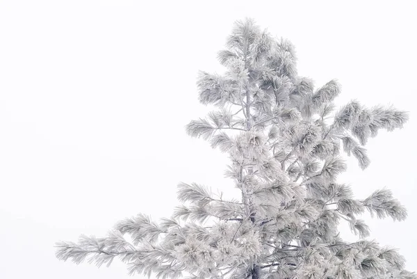 Pinheiro Gráfico Congelado Contra Céu Nublado Durante Uma Queda Neve — Fotografia de Stock