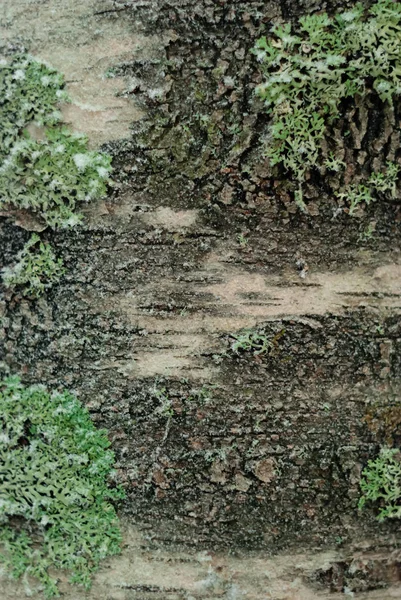 Hintergrund Textur Birkenrinde Mit Grüner Flechte Mit Raureif Bedeckt — Stockfoto