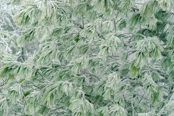 winter light background - pine branches covered with frost