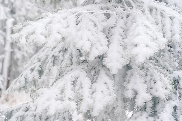 Fond Clair Hiver Branches Sapin Recouvertes Neige — Photo