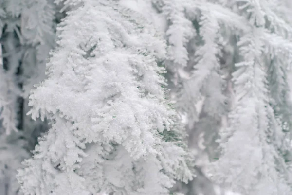 冬季光线背景 冷杉树枝覆盖着雪 — 图库照片