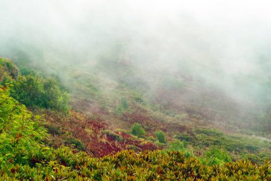 Alçak bulutlar tarafından korunaklı zengin Sonbahar bitki örtüsünün dağ Vadisi