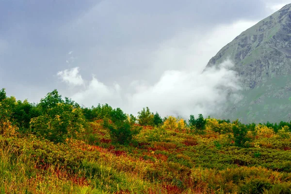 Landschaft Almwiese Mit Leuchtend Farbenfroher Herbstvegetation Hintergrund Ein Wolkenverhangener Berghang — Stockfoto