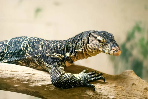 Moniteur Lézard Reposant Sur Une Bûche Sur Fond Lumière Floue — Photo