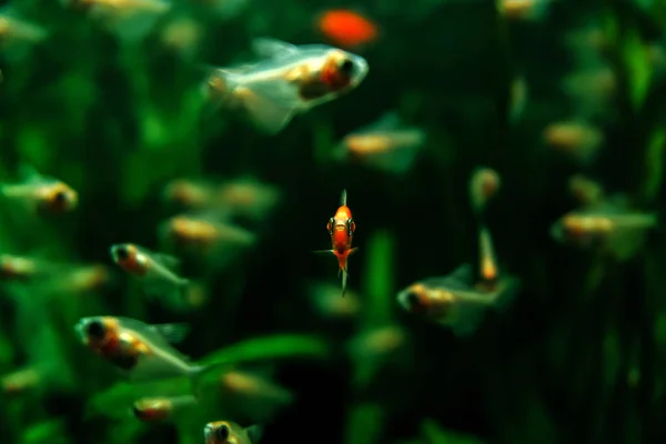 background with blurred aquarium fishes, one fish in the center is in focus and look into the camera