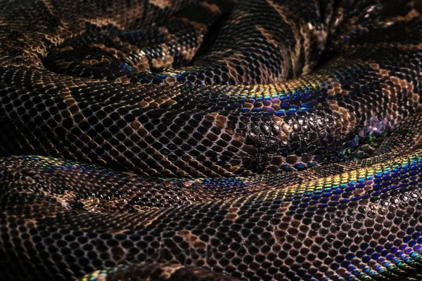 Hintergrund Lebendig Gewickelte Schlangenringe Mit Großen Braunen Schuppen Mit Regenbogen — Stockfoto