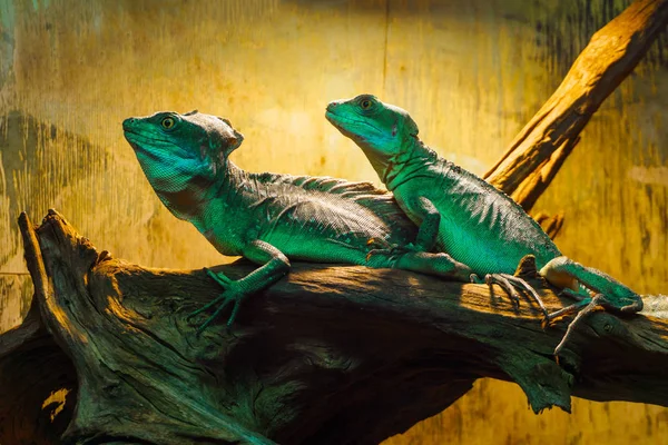 Deux Lézards Basilic Reposent Sur Une Bûche Dans Terrarium — Photo