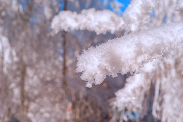 Drzewiastych Gałęzie Pokryte Puszysty Śnieg Kryształy Zbliżenie Tle Niewyraźne Zima — Zdjęcie stockowe