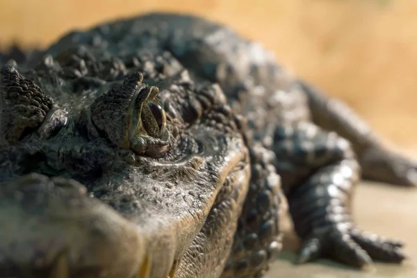 Живой Крокодил Террариуме Глаз Фокусе Остальное Размыто — стоковое фото