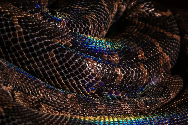 Fundo Animados Anéis Cobra Enrolados Com Grandes Escamas Marrons Com — Fotografia de Stock