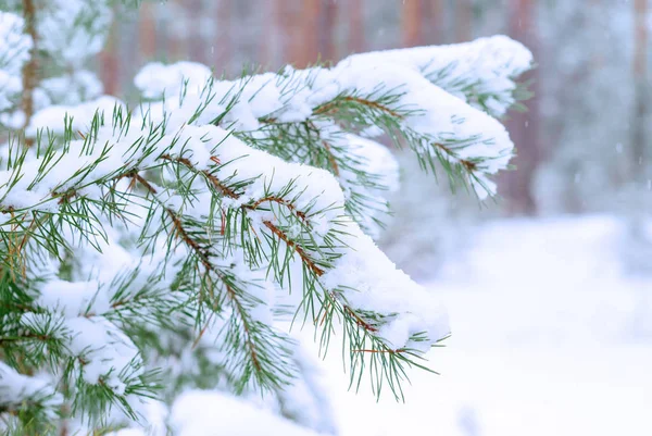 Branches Pins Recouvertes Neige Sur Fond Forêt Hiver Trouble — Photo