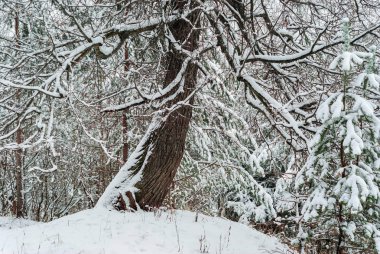 arka plan, manzara - kış orman çalılık kar yağışı sonra