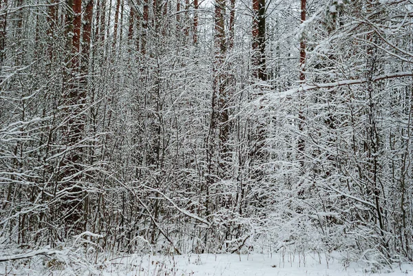 Fondo Paisaje Bosque Invierno Espesura Después Las Nevadas —  Fotos de Stock