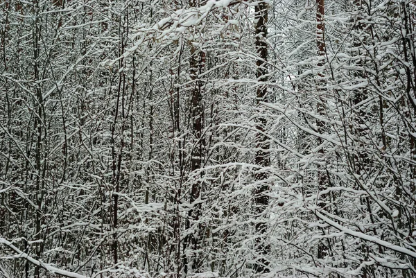 Fondo Paisaje Bosque Invierno Espesura Después Las Nevadas —  Fotos de Stock