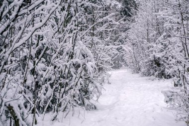 arka plan, manzara - kış orman çalılık kar yağışı sonra