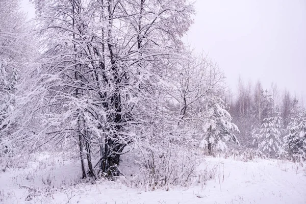 winter twilight landscape with a snowy tree in a clearing