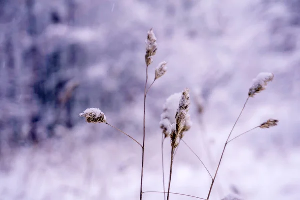 Spikelets Dry Grass Early Winter Snowfall Blurred Background Twilight — Stock Photo, Image