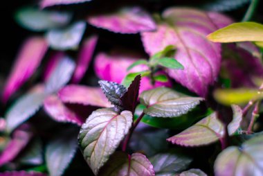 Mor ve menekşe coleus yaprakları ile çiçek arka plan kısmen bulanık