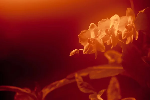 Vermelho Quente Desfocado Fundo Com Flores Orquídea — Fotografia de Stock