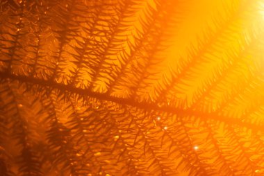 sıcak turuncu çiçek arka plan bulanık araucaria Şubesi ile