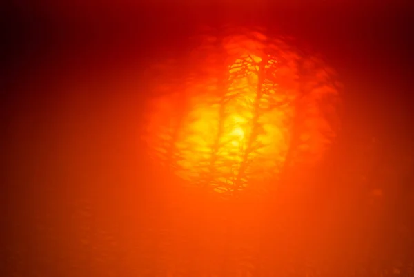 Fond Abstrait Flou Orange Chaud Soleil Brille Travers Les Branches — Photo