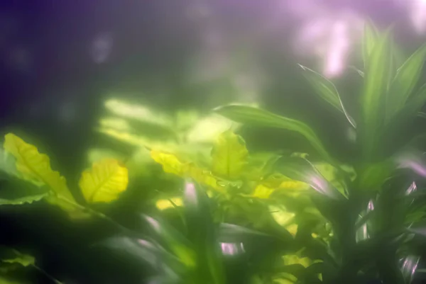 식물의 단풍으로 부분적으로 흐린된 파스텔 — 스톡 사진