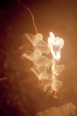 narin pembe pastel arka plan bulanık orkide çiçekleri ile