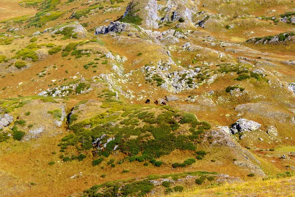 Tło Krajobraz Stepy Górskie Skalistym Zboczu Wypasu Koni — Zdjęcie stockowe