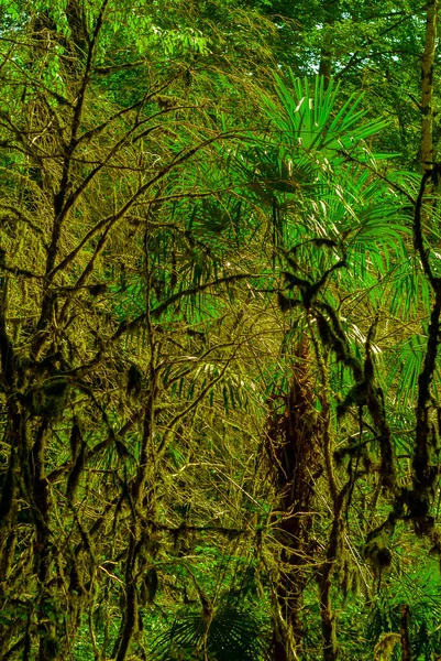 Arka Plan Subtropikal Forest Porsuk Şimşir Grove Yosunlu Ağaç Gövdeleri — Stok fotoğraf