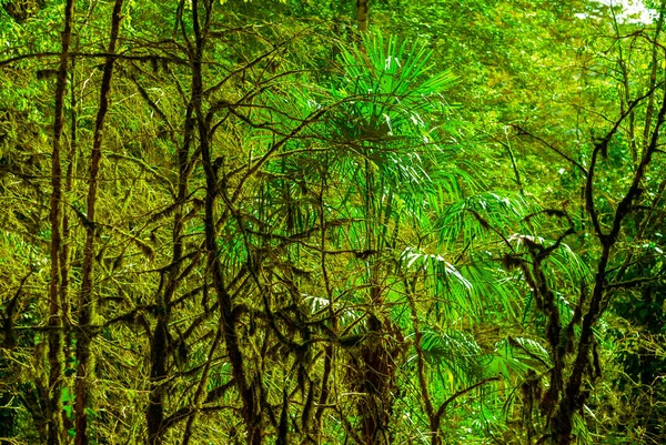 Arka Plan Subtropikal Forest Porsuk Şimşir Grove Yosunlu Ağaç Gövdeleri — Stok fotoğraf