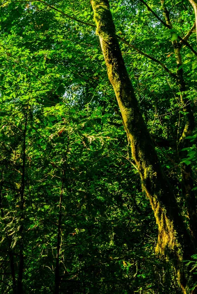 Arrière Plan Forêt Subtropicale Bosquet Buis Avec Troncs Arbres Moussus — Photo