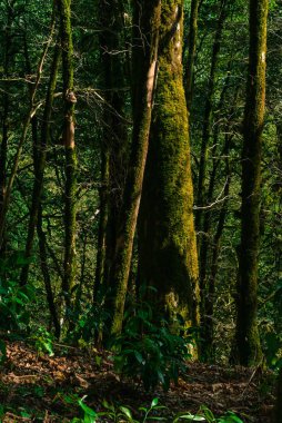 arka plan - subtropikal forest, porsuk-şimşir grove yosunlu ağaç gövdeleri ile