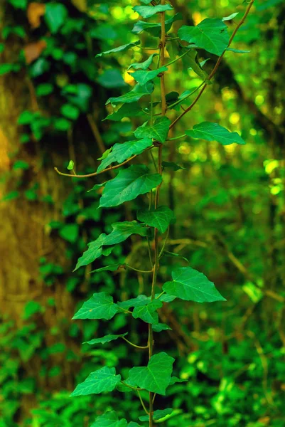 垂直背景 亚热带森林绿色背景上的大肠杆菌茎 — 图库照片