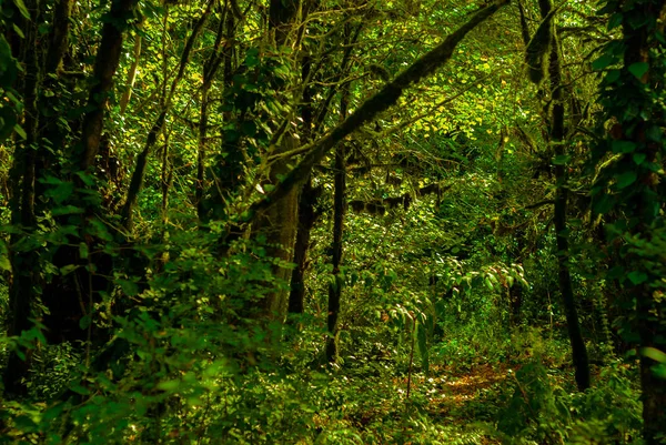 Background Subtropical Forest Yew Boxwood Grove Mossy Tree Trunks — Stock Photo, Image