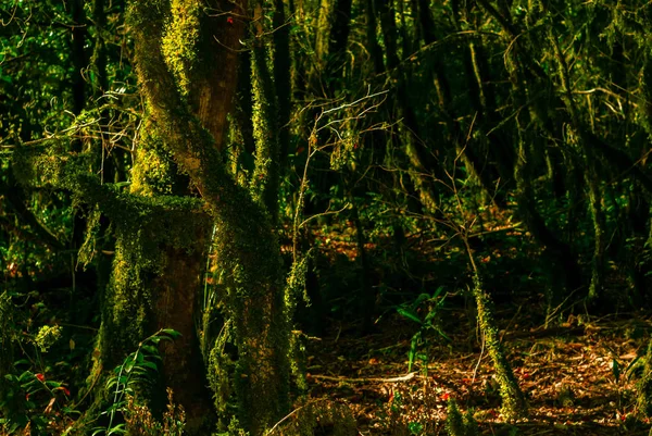 Arrière Plan Forêt Subtropicale Bosquet Buis Avec Troncs Arbres Moussus — Photo